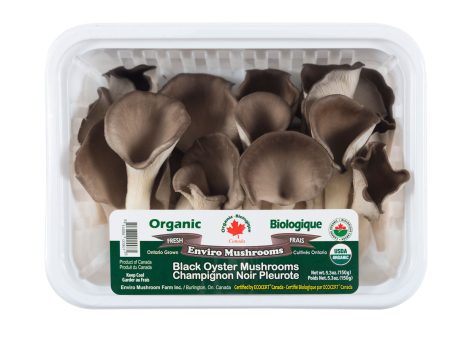 Champignon noir pleurote bio - Enviro mushrooms Online Hot Sale