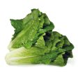 Laitue romaine Online now