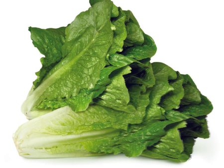 Laitue romaine Online now